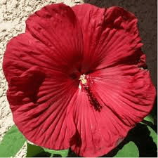 Des images de diff�rentes plantes